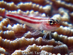 Hello...
A tiny goby on the coral by Lütfi Tanrıöver 
